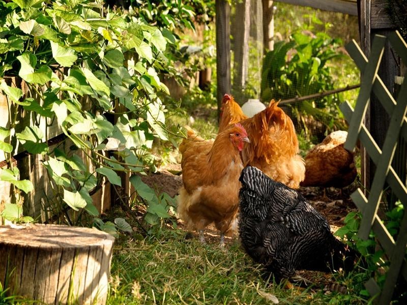 7 Butterfly Crescent, Samsonvale QLD 4520