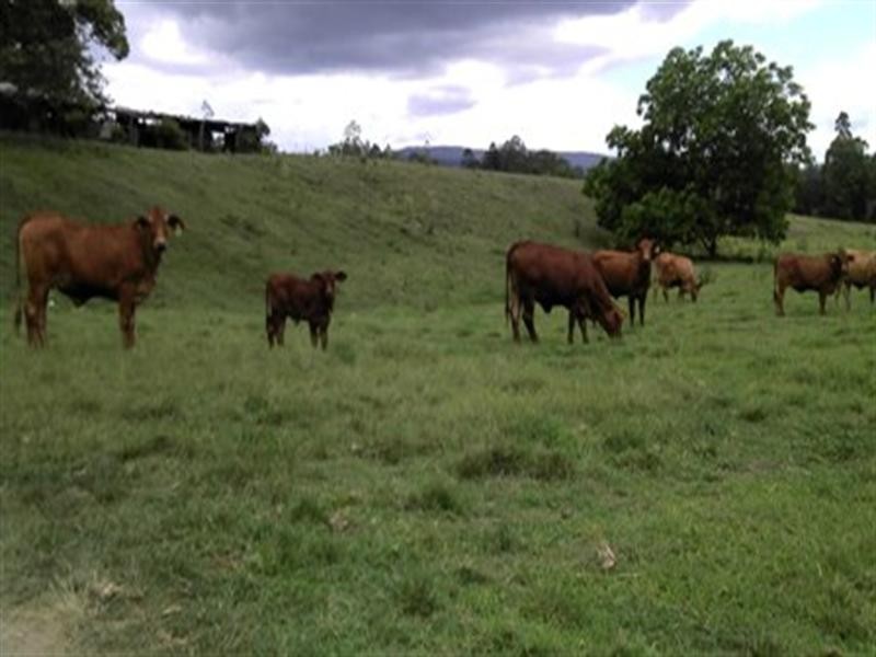 Kobble Creek QLD 4520