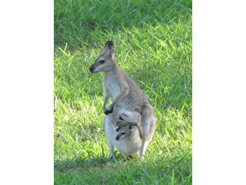 3 Highcrest Street, Ocean View QLD 4521