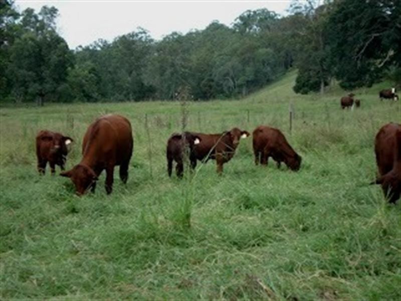 Kobble Creek QLD 4520