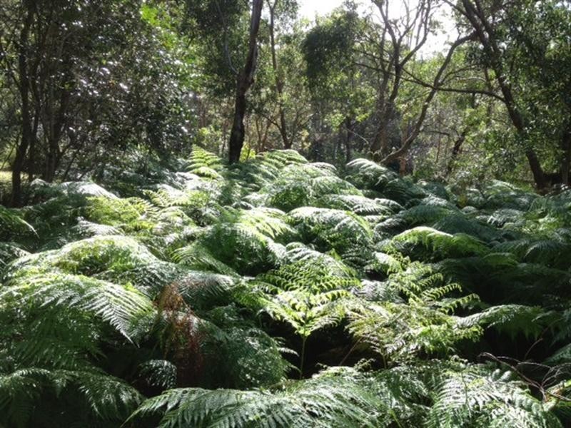 LOT 3 ROBINSON ROAD South, Ocean View QLD 4521