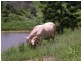 Laceys Creek QLD 4521