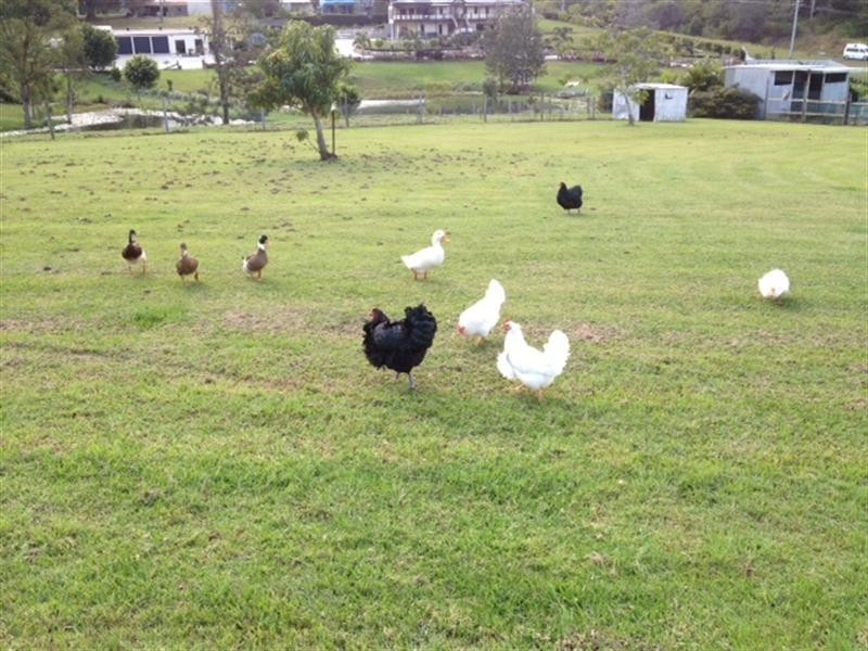 9 TAMARIND Court, Dayboro QLD 4521