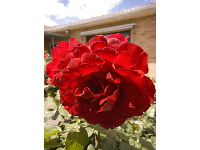 101 Hampstead Road, Manningham SA 5086