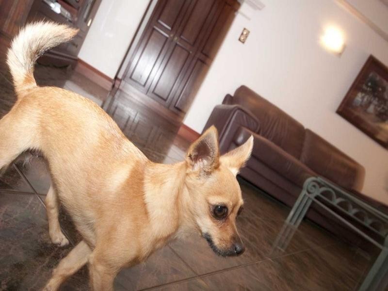 2 Wychwood Court, Findon SA 5023