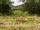 Mowbray QLD 4877
