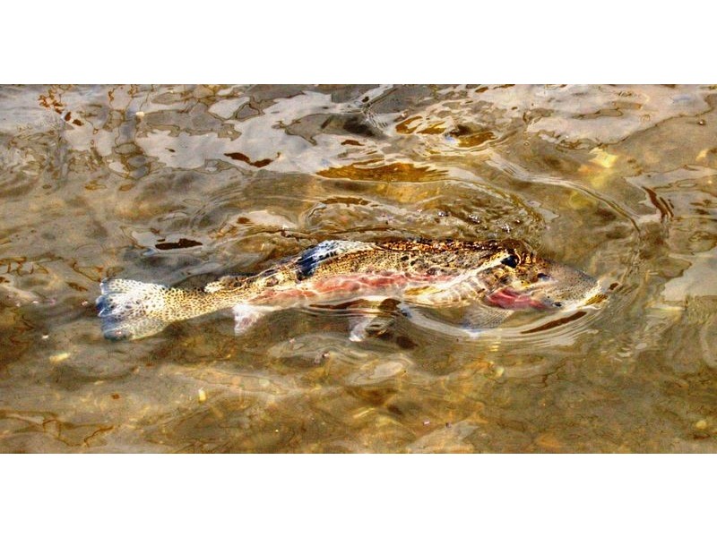 10 Stoney Creek Road, Harrietville VIC 3741