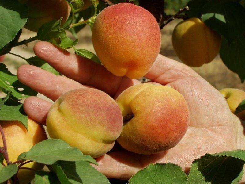 203 Long Lake Road, Lake Boga VIC 3584