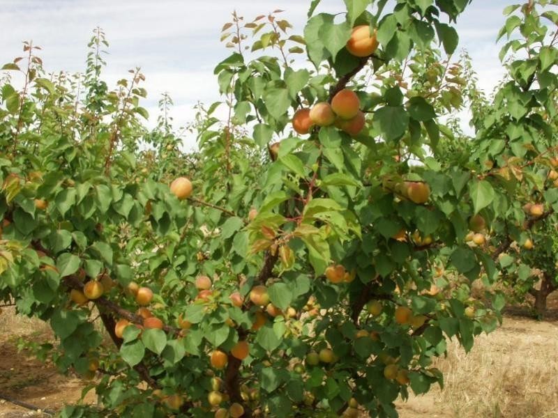 203 Long Lake Road, Lake Boga VIC 3584