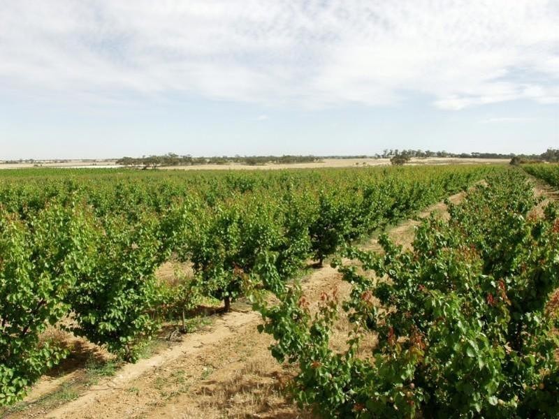 203 Long Lake Road, Lake Boga VIC 3584