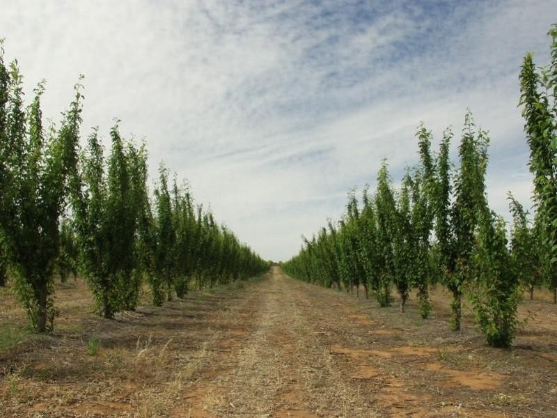 203 Long Lake Road, Lake Boga VIC 3584