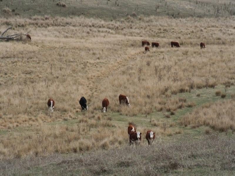 Mount David NSW 2795