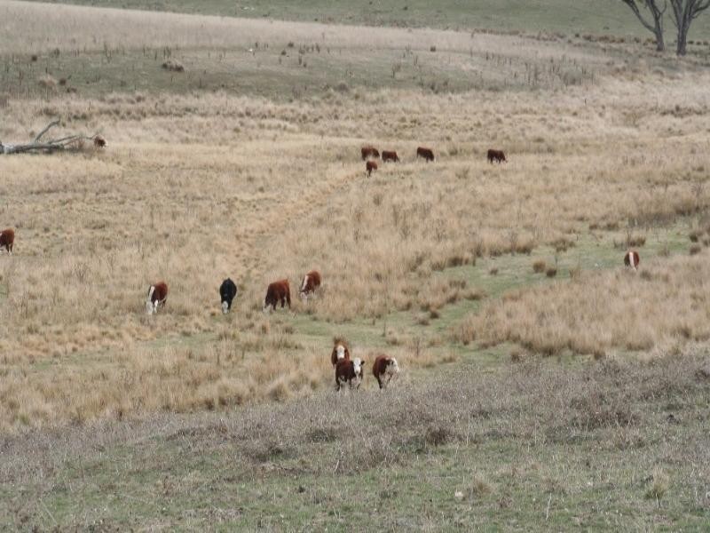 Mount David NSW 2795