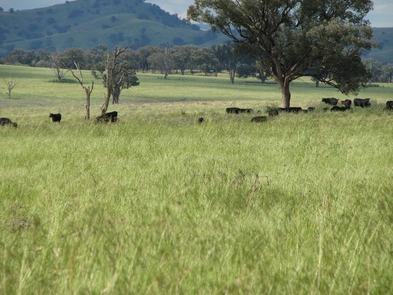 393 Battery Road, Cowra NSW 2794