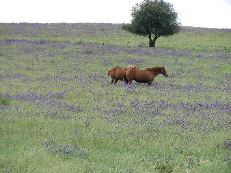 393 Battery Road, Cowra NSW 2794