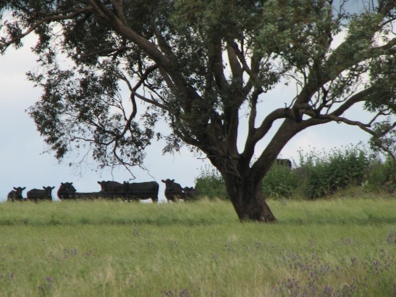 393 Battery Road, Cowra NSW 2794