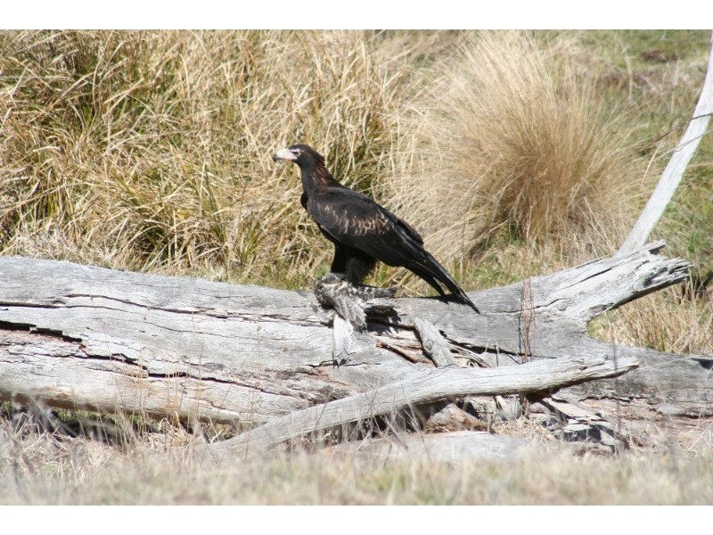 Oberon NSW 2787