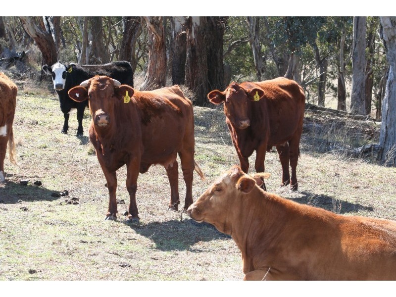 Oberon NSW 2787