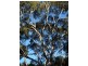 Oberon NSW 2787