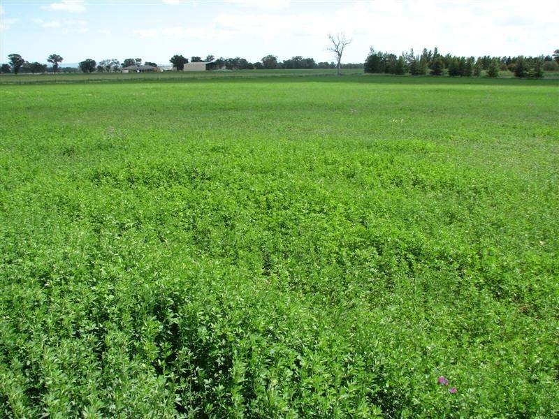 531 Chiverton Road, Cowra NSW 2794