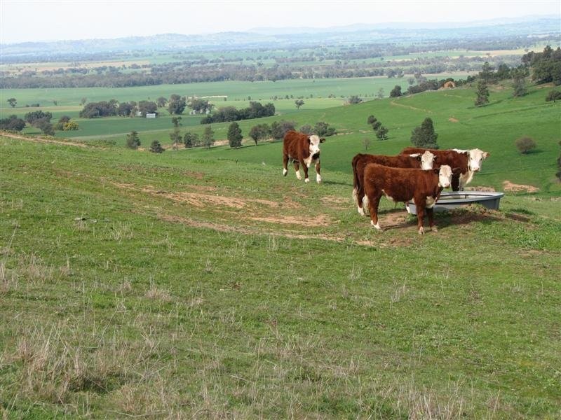 5111 Olympic Highway, Wattamondara NSW 2794