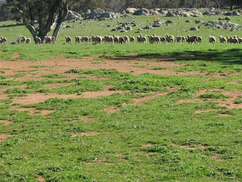 5111 Olympic Highway, Wattamondara NSW 2794