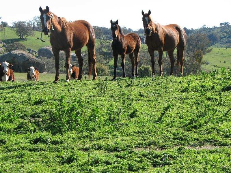 5111 Olympic Highway, Wattamondara NSW 2794