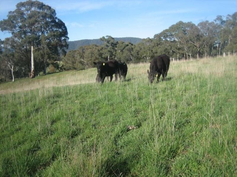 Meadow Flat NSW 2795