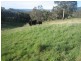Meadow Flat NSW 2795