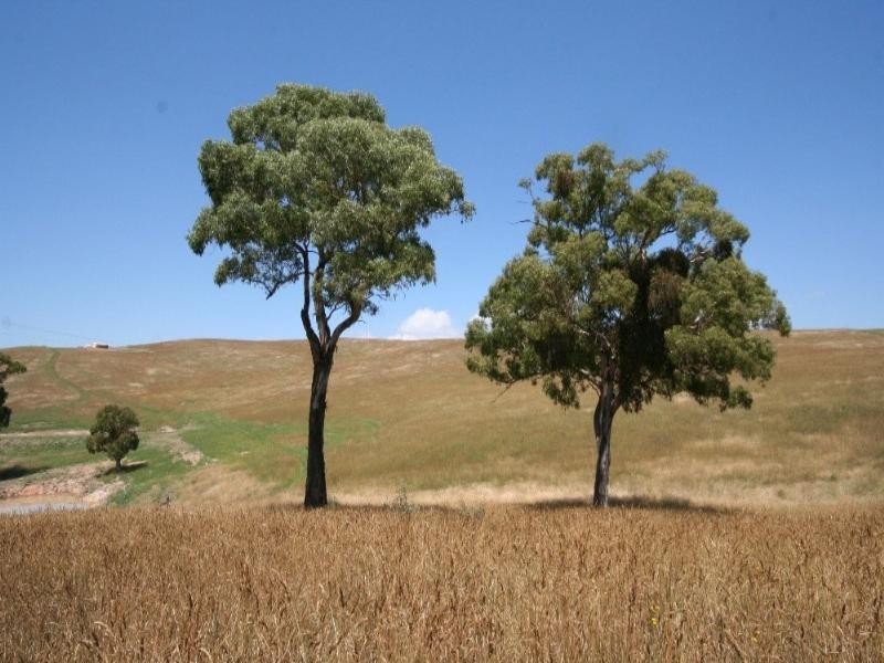 Meadow Flat NSW 2795