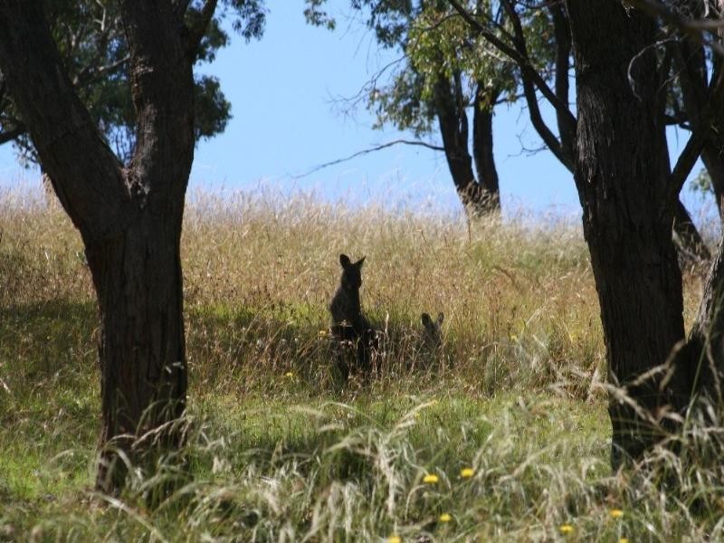 Meadow Flat NSW 2795