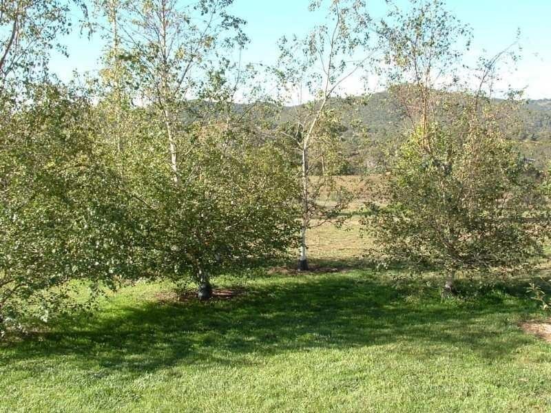 Wisemans Creek NSW 2795