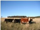 Black Springs NSW 2787