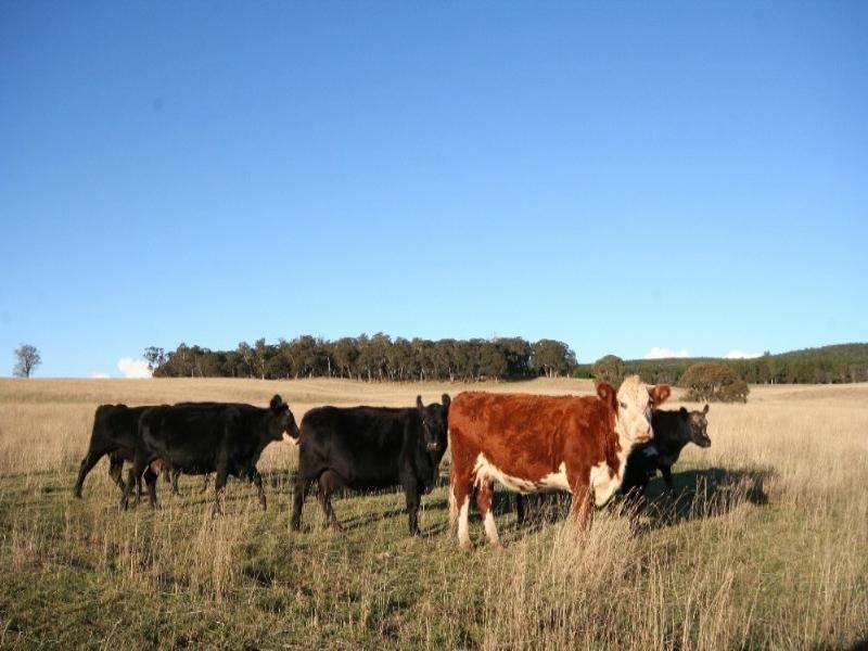 Black Springs NSW 2787