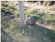 Black Springs NSW 2787