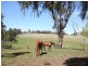 Lyndhurst NSW 2350