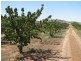 1908 Canowindra Road, Cowra NSW 2794