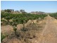 1908 Canowindra Road, Cowra NSW 2794