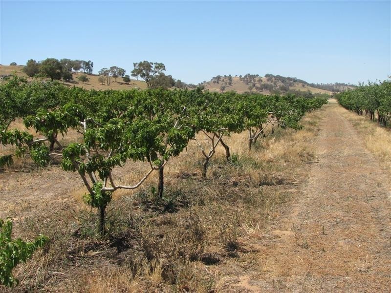 1908 Canowindra Road, Cowra NSW 2794