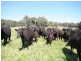1535 Isabella Road, Isabella NSW 2795