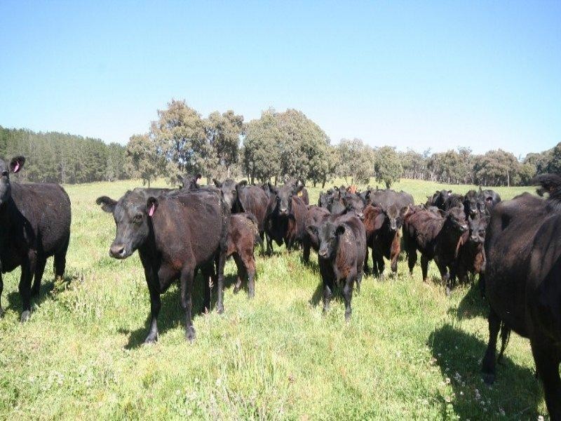 1535 Isabella Road, Isabella NSW 2795