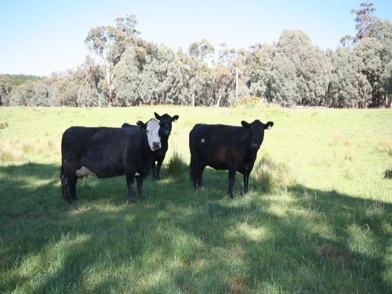 1535 Isabella Road, Isabella NSW 2795
