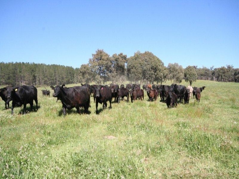 1535 Isabella Road, Isabella NSW 2795