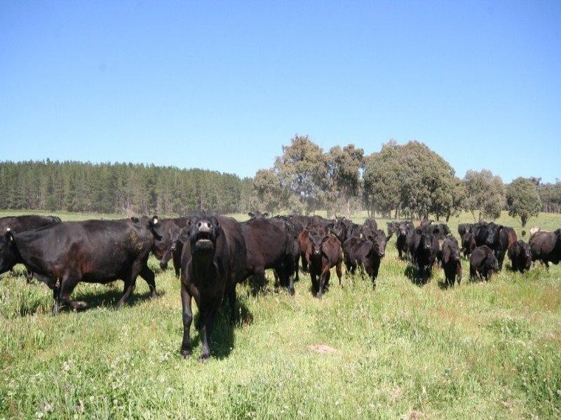 1535 Isabella Road, Isabella NSW 2795