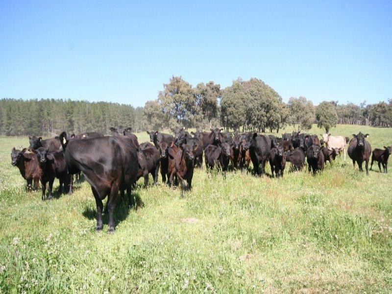 1535 Isabella Road, Isabella NSW 2795