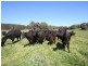 1535 Isabella Road, Isabella NSW 2795