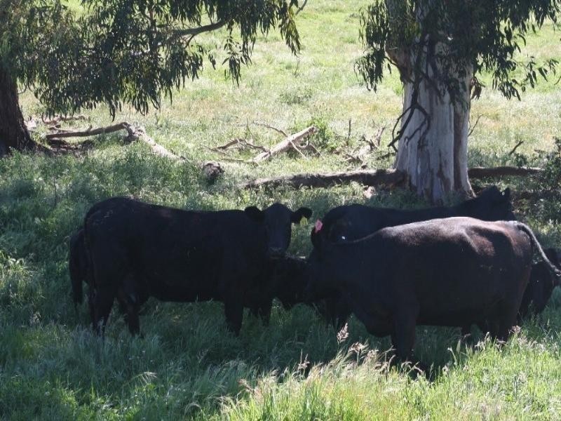 1535 Isabella Road, Isabella NSW 2795