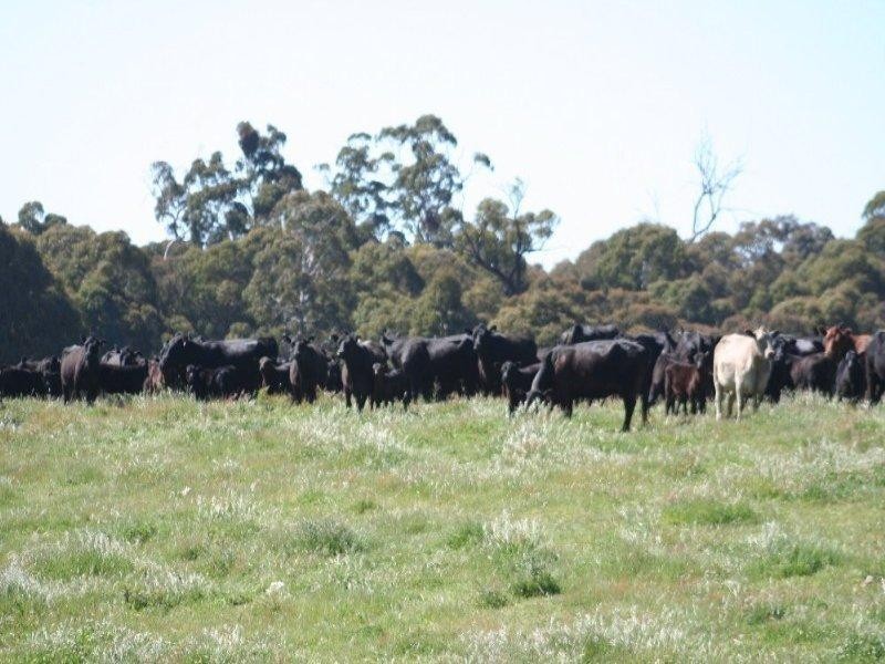 1535 Isabella Road, Isabella NSW 2795