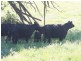 1535 Isabella Road, Isabella NSW 2795