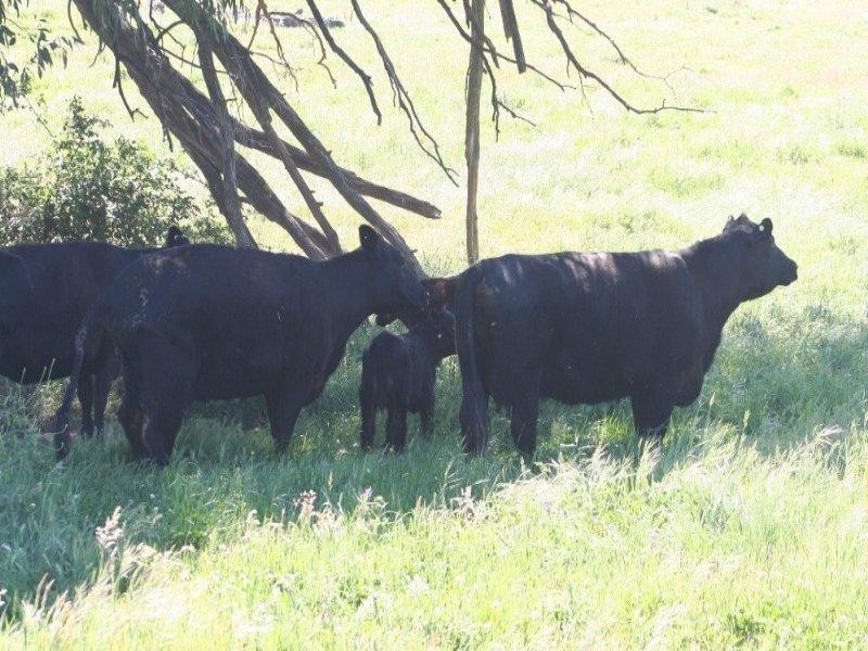 1535 Isabella Road, Isabella NSW 2795